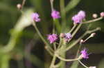 Tall ironweed